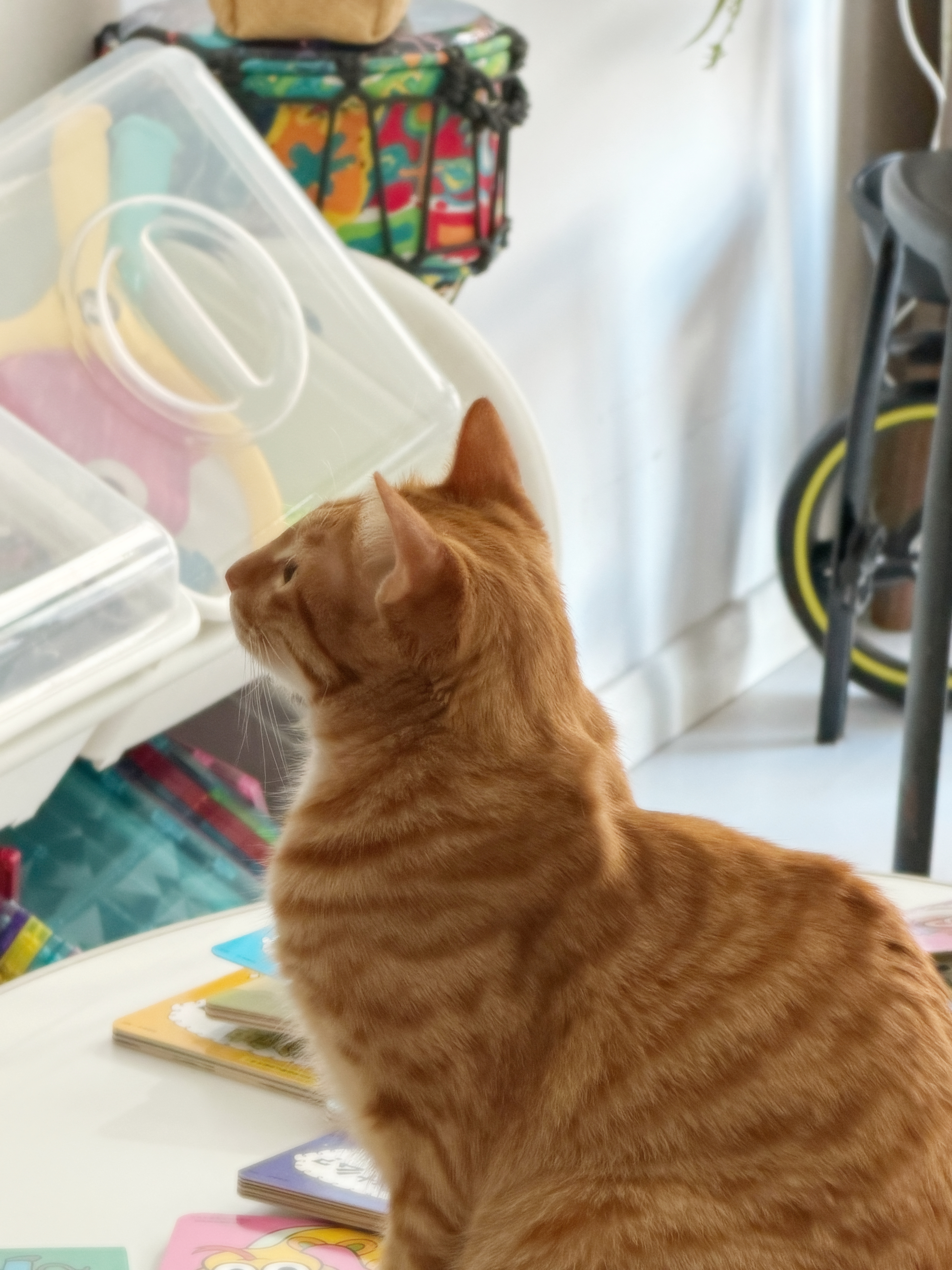 早安，小猫已看半小时电视。 