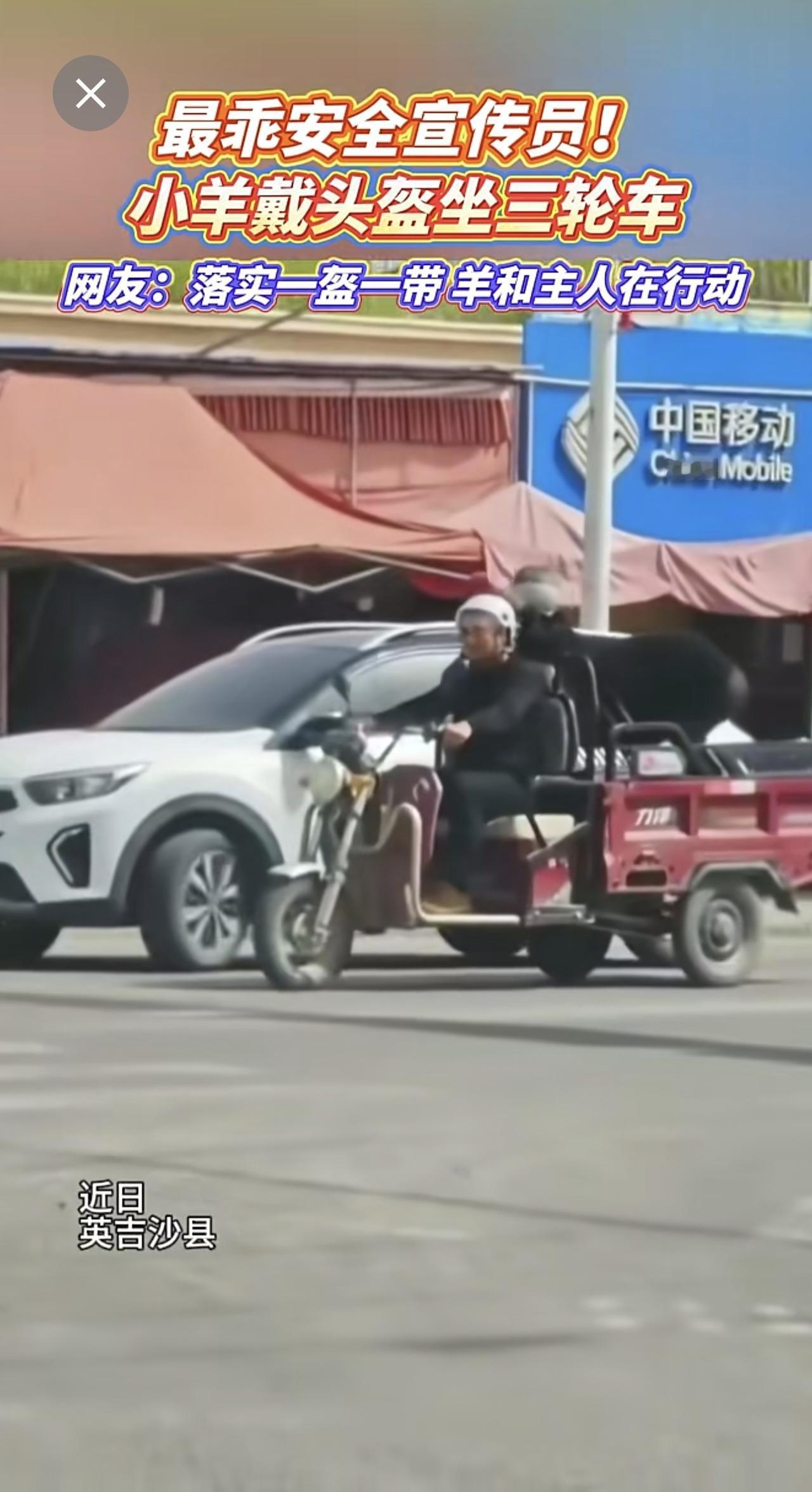 最乖安全宣传员！小羊戴头盔坐三轮车，网友：落实一盔一带 羊和主人在行动[呲牙]