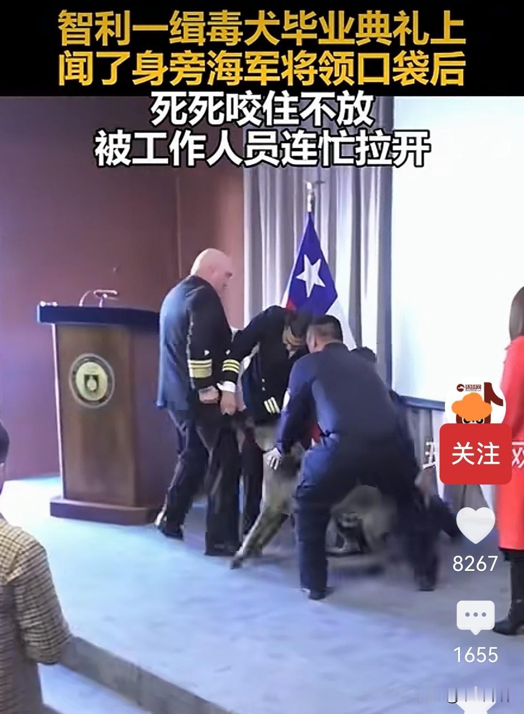 智利一只缉毒犬为何撕咬一名海军将领口袋的真相来了！

我从网上看到一段小视频，内