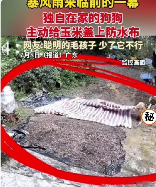 不敢置信！这狗狗成精了？

7月8日，有广东网友发布家庭监控视频，让网友看了惊呼