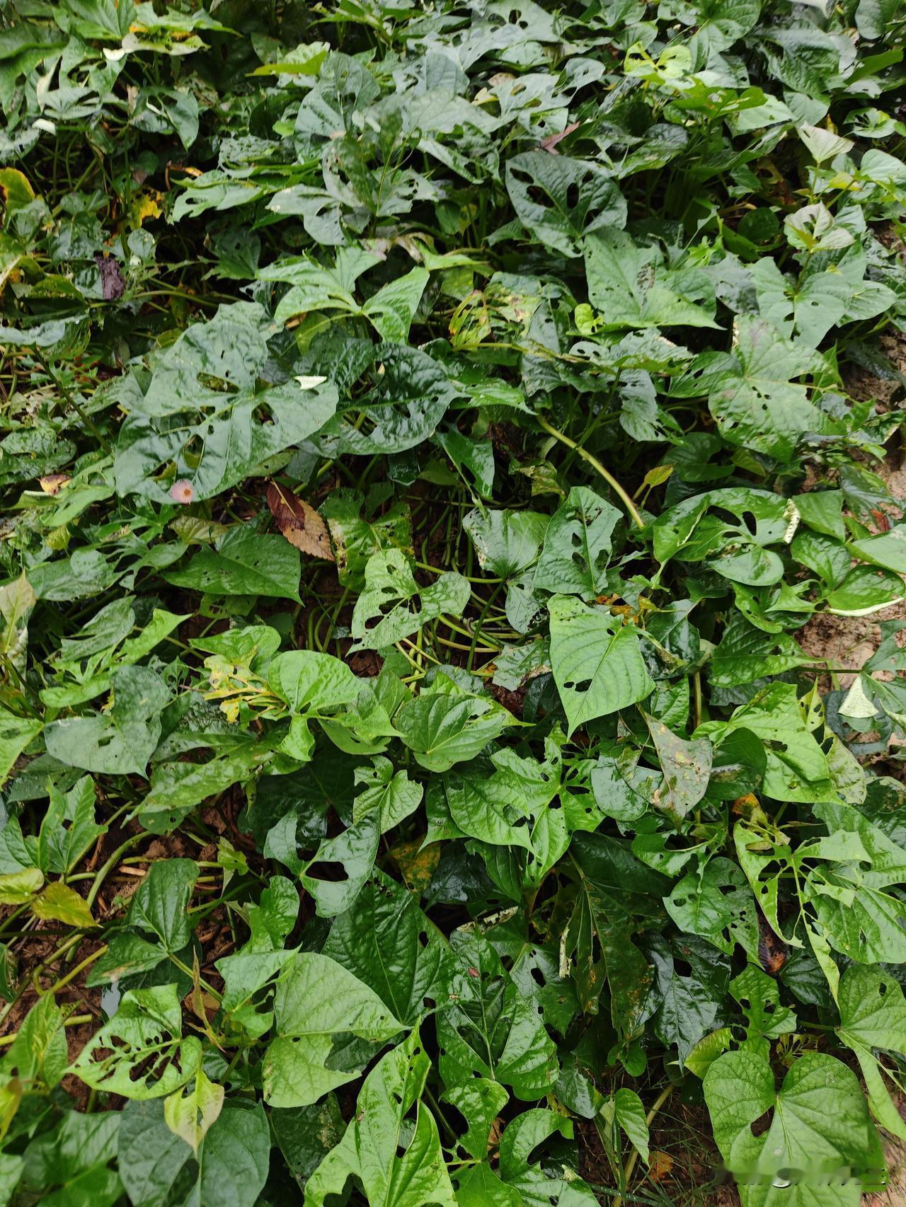 晒图笔记大赛不能在下雨了，在下就不结山芋了，老天爷给点面子吧，老百姓就靠这过日子