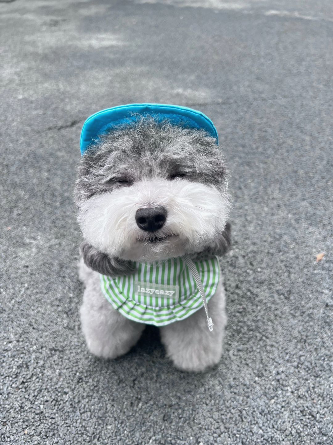笑眯眯是小狗我的生活态度☺️