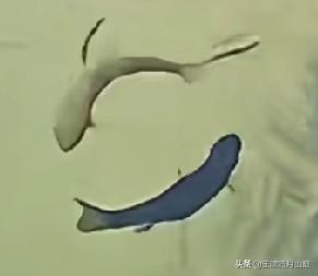 太极生两仪
  一阴一阳，谓之道。
 太极阴阳鱼，在水中嬉戏，这个场景很难见到。