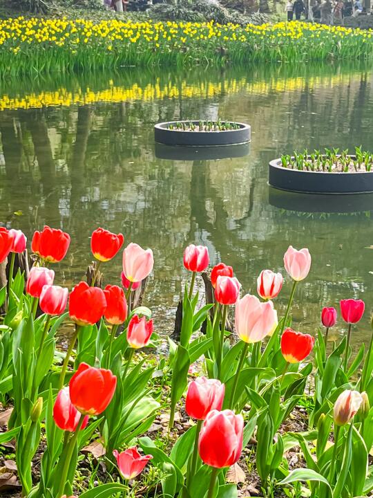 3.11实拍‼️太子湾公园郁金香🌷无滤镜live图