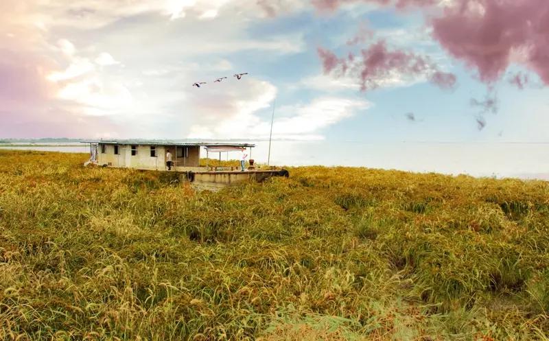 要说宿迁最美丽的地方，我首推洪泽湖湿地。它是国家级湿地保护区，也是鹤类、天鹅类等