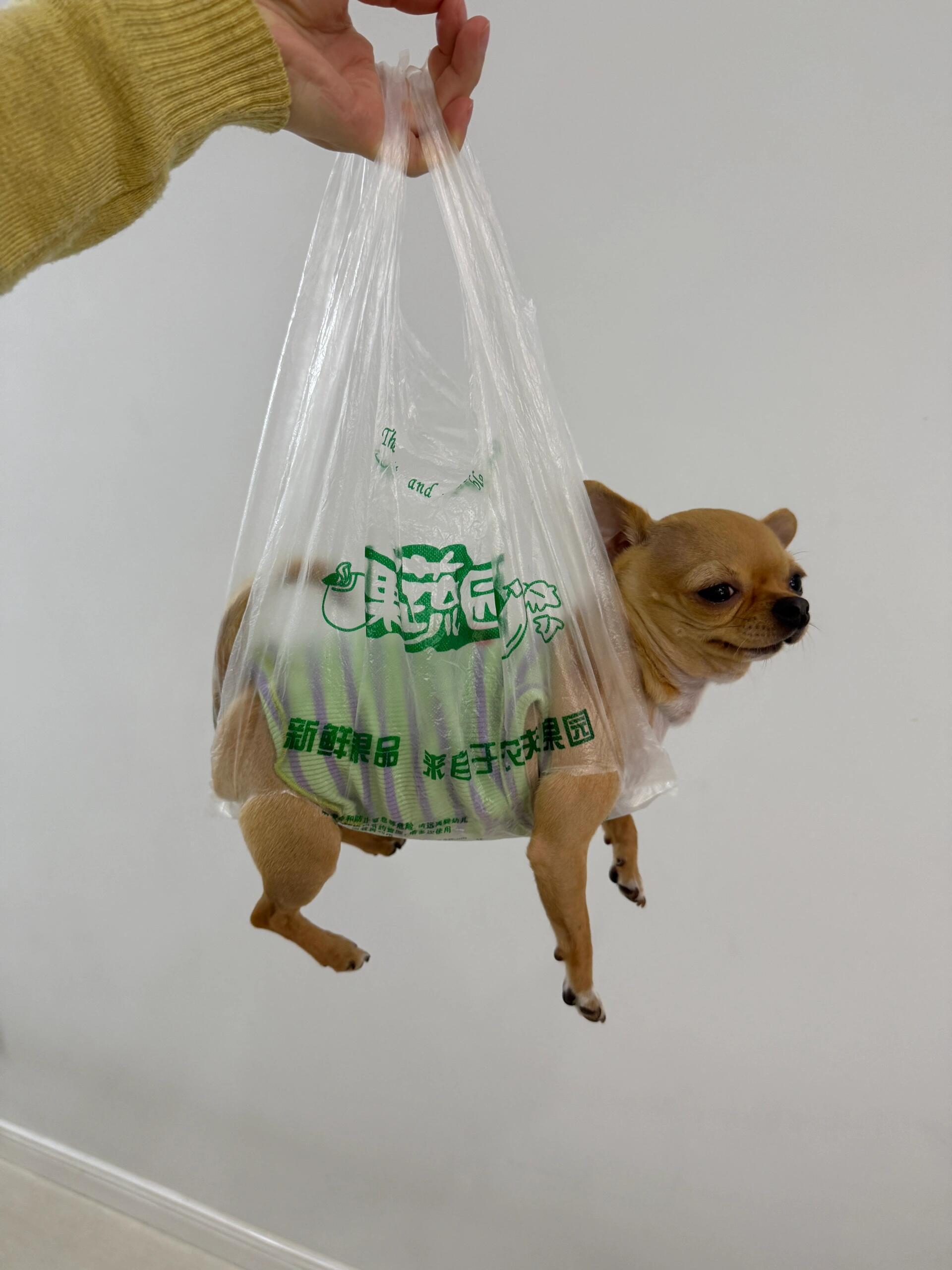 塑料袋会惩治每一个不听话的小狗 ​​​