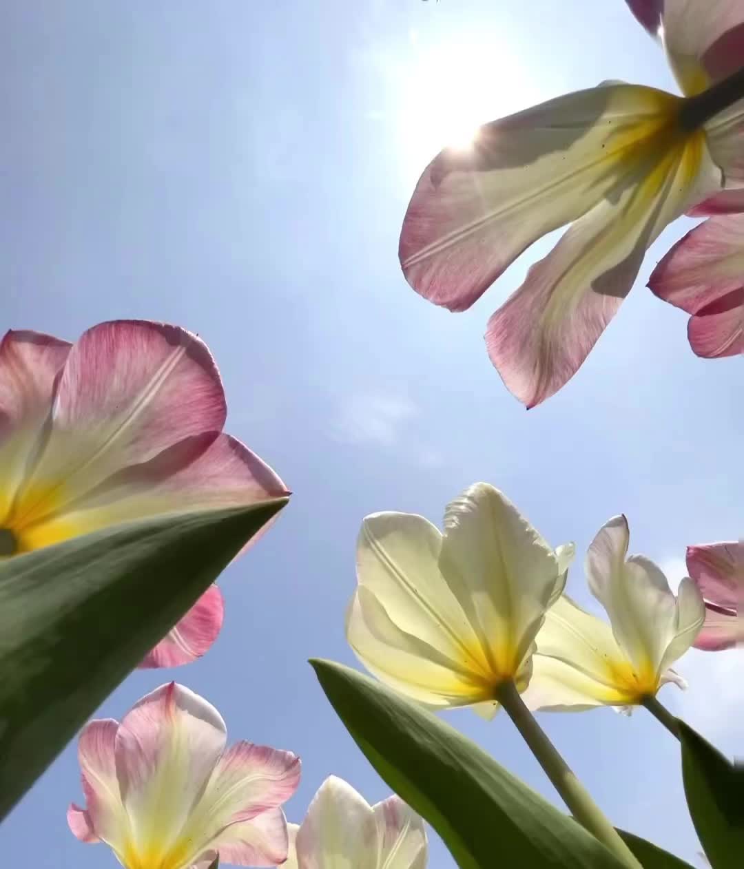 𝐻𝑒𝑦 𝑆𝑝𝑟𝑖𝑛𝑔  - ̗̀ 🌷⛅️  ̖́-
