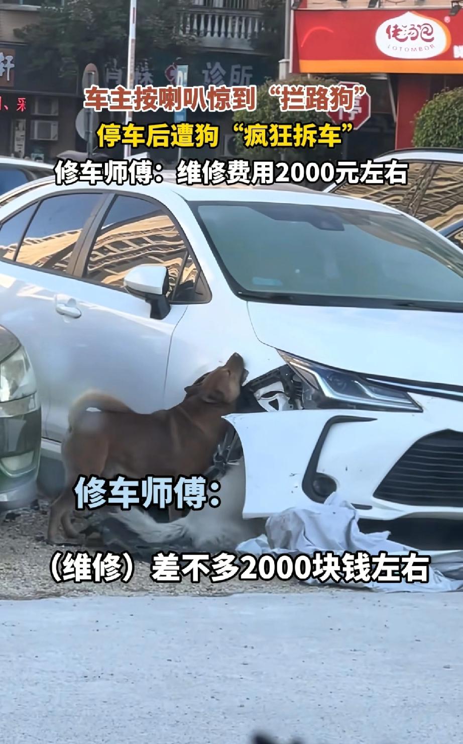 有点想笑[捂脸]
见过狗咬人的
还没见过狗咬车的[泪奔]
起因是两条狗狗在路上挡