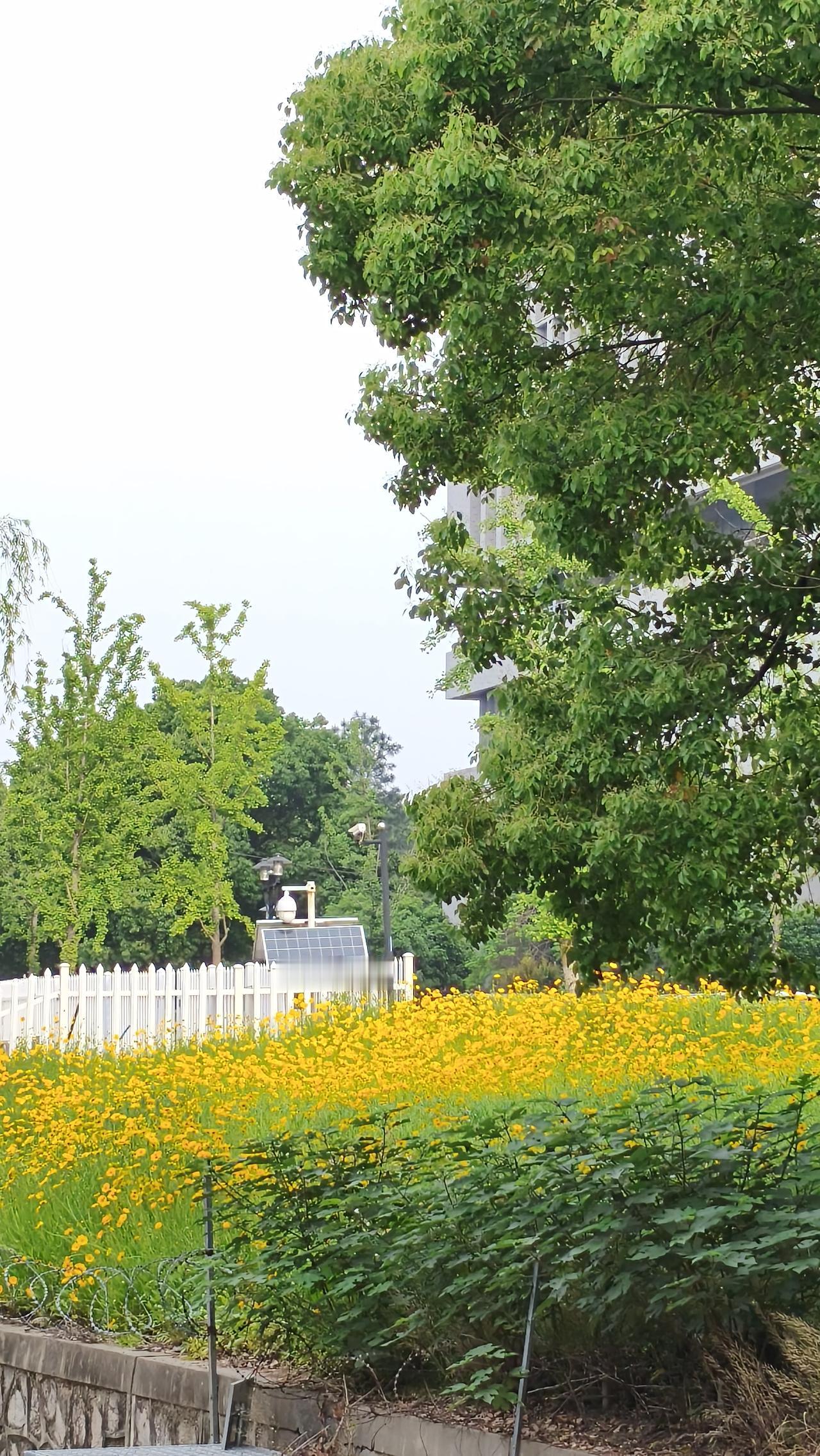 实际场景更棒。想象一下，春日阳光洒下，操场后山的油菜花田金黄一片。花香沁人心脾，