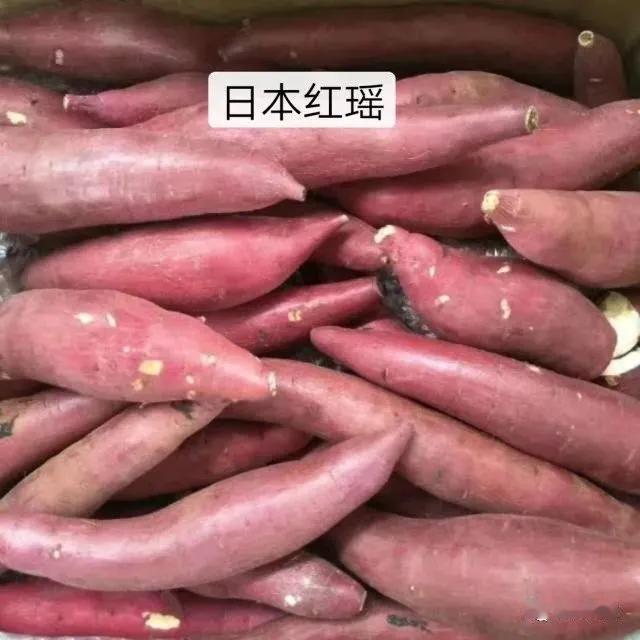 2025年红薯优良品种推荐
张新芳 鑫源农业
 2024年12月09日 07:5