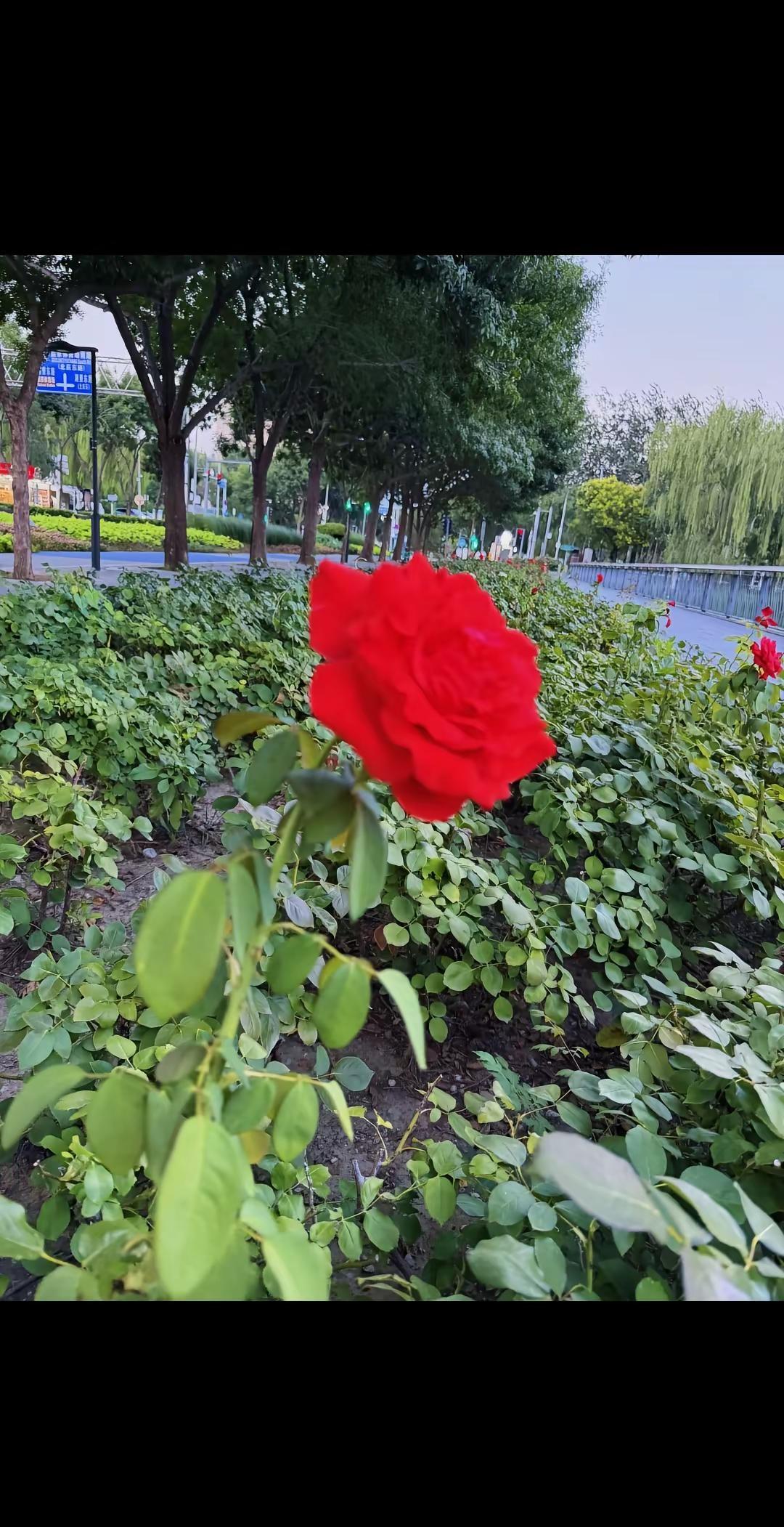 花开的世界你最美。