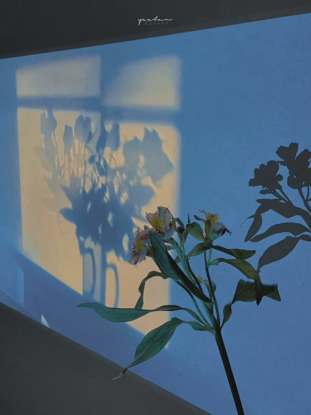 我没有很刻意的去想念你，因为我知道，遇到了就应该感恩，路过了就需要释怀。我只是在