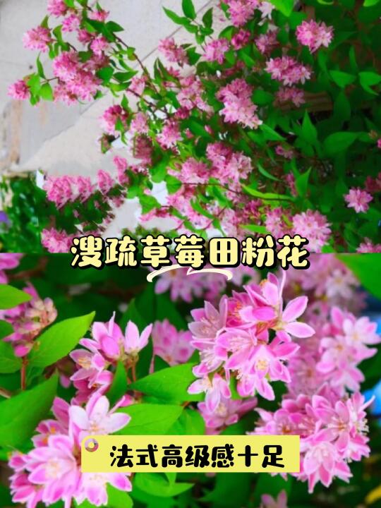 🌸耐寒小香风！溲疏草莓田必备🌿