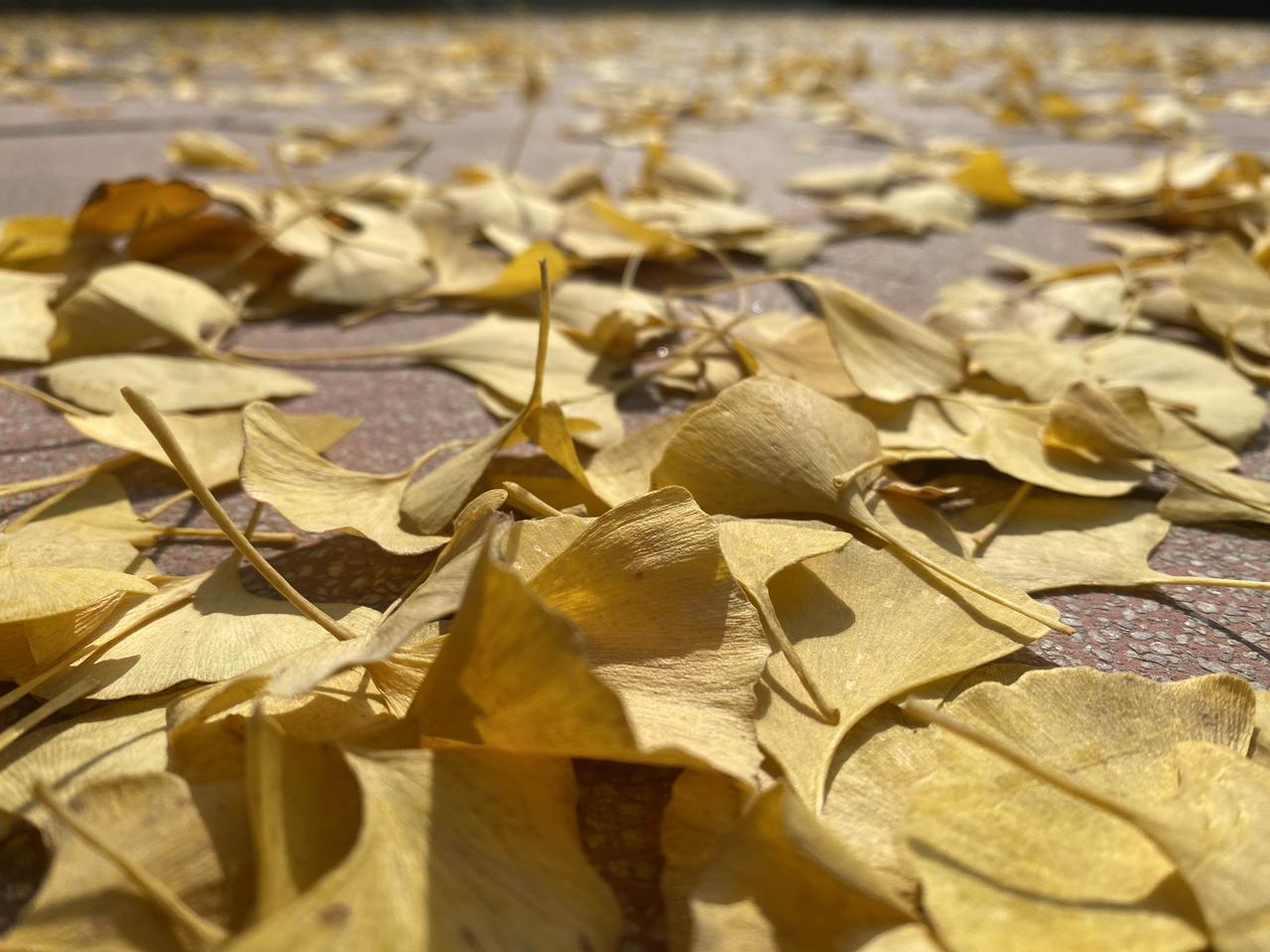 银杏把整个秋天的阳光都织进了叶子里，生机盎然的绿外套，换成了亮闪闪的黄马甲，走在