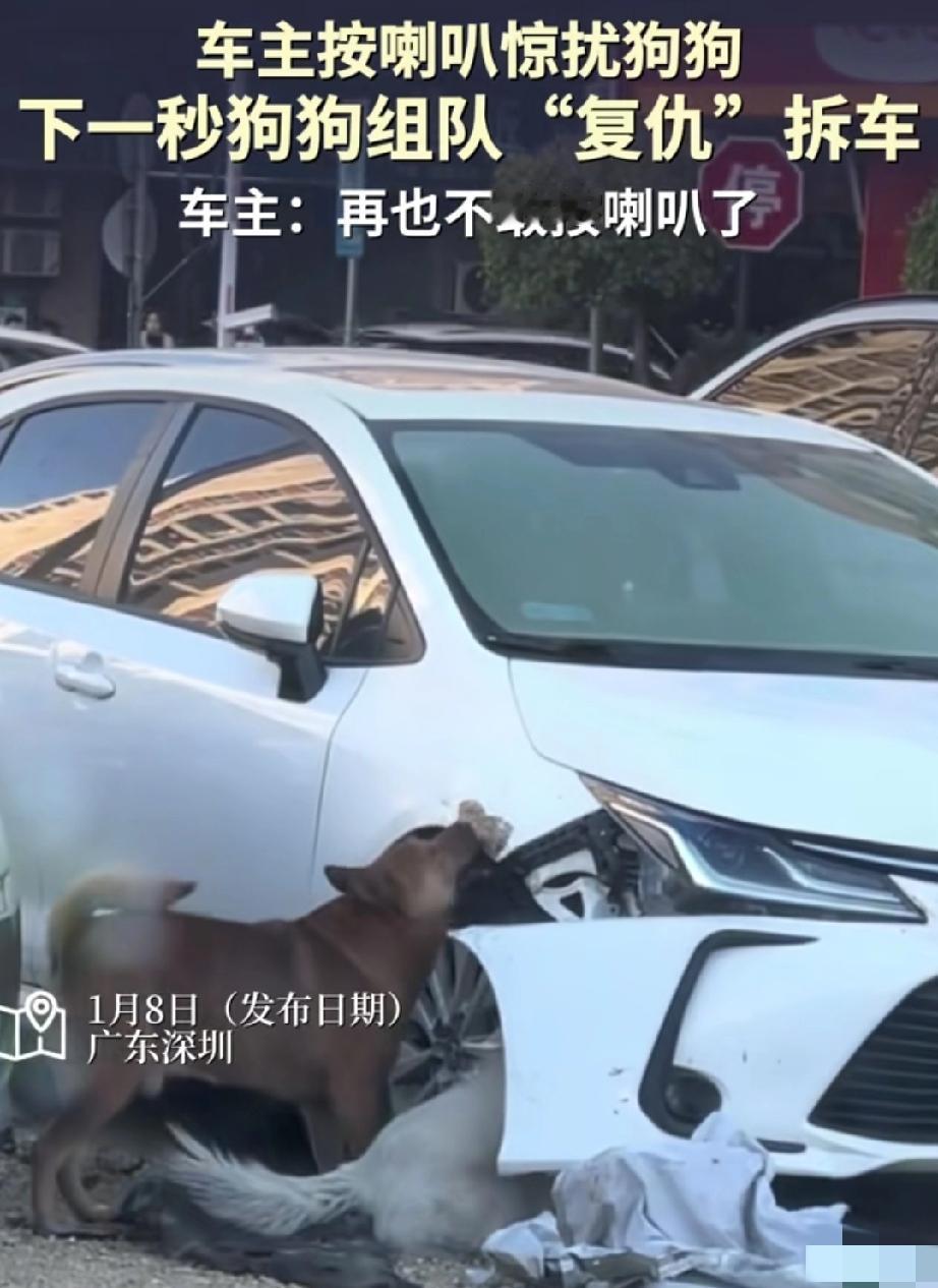 广东街头俩狗子合伙拆车，知道原因后网友直呼：干得漂亮！
 
女子下班撞见离谱一幕