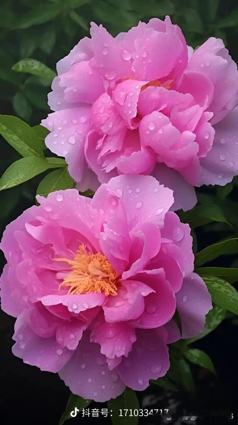 千枝万朵竞芳华，占断春风第一家。
莫道人间无国色，此花开后不须花。