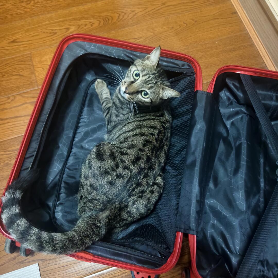 我准备休假的这一周（上）