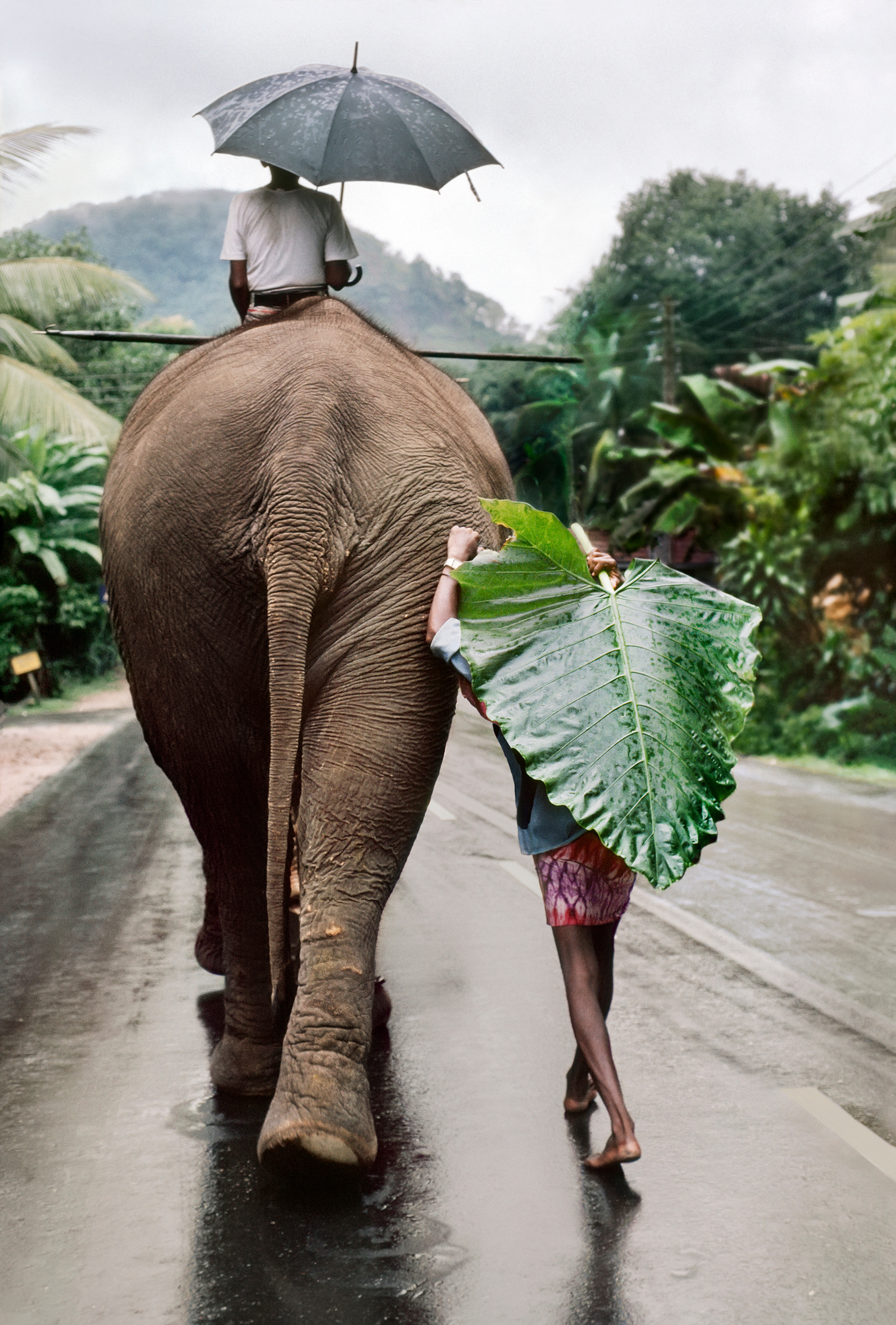 斯里兰卡，1995，骑大象的男人摄影师Steve McCurry 