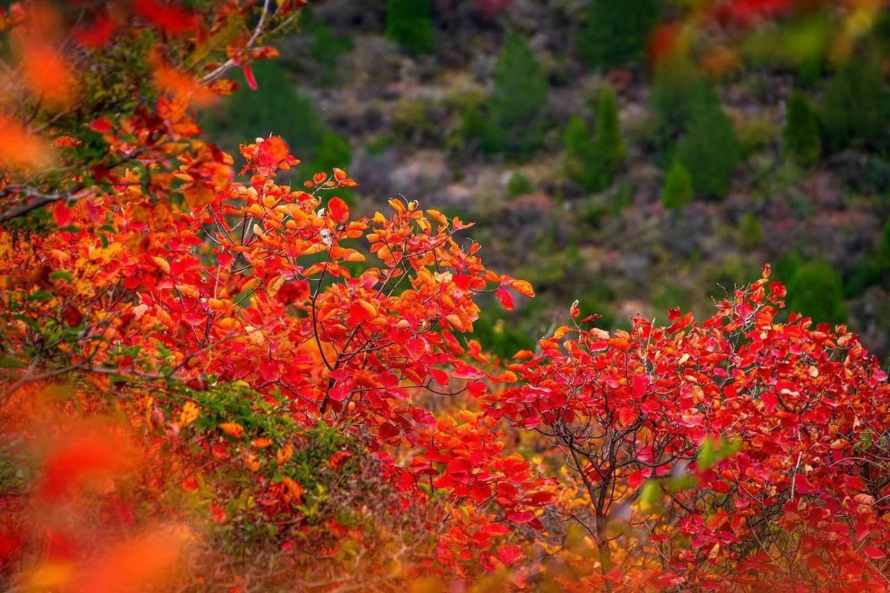 不亏《国家地理》推荐！世界第9大奇迹南太行，最佳观赏期来袭！迷倒大批秋叶控

前