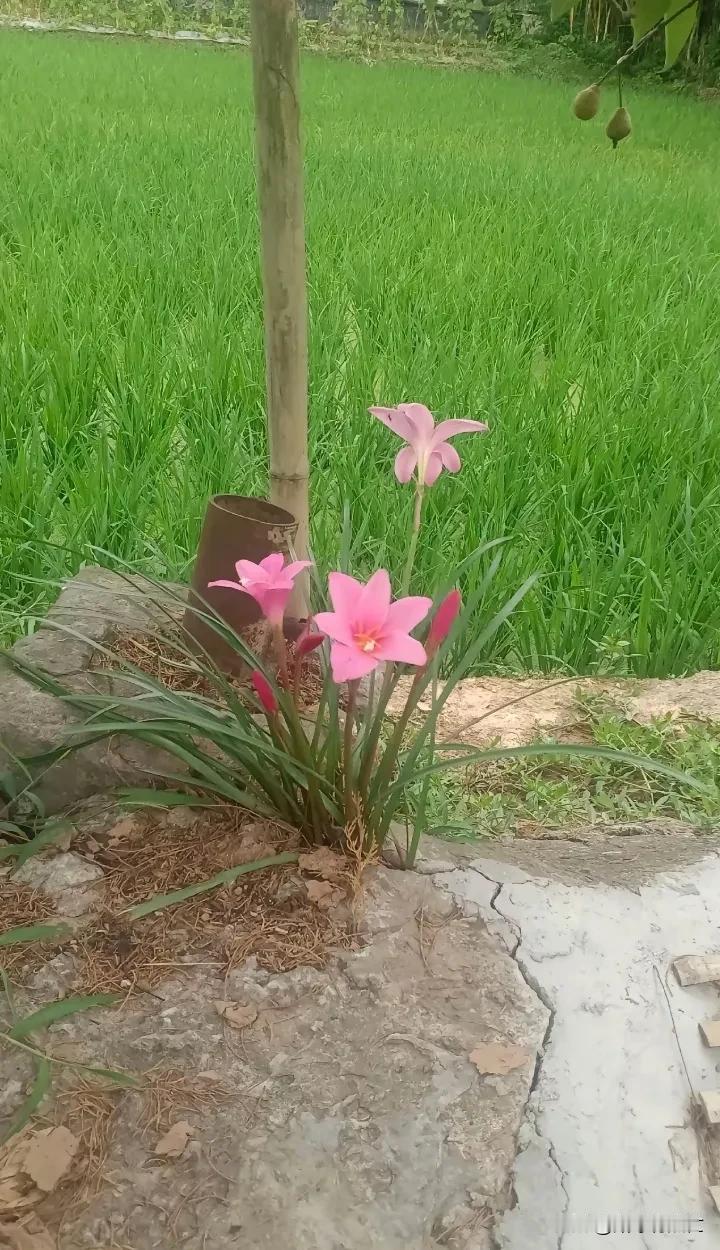 它有一个很好听的名字，风雨兰