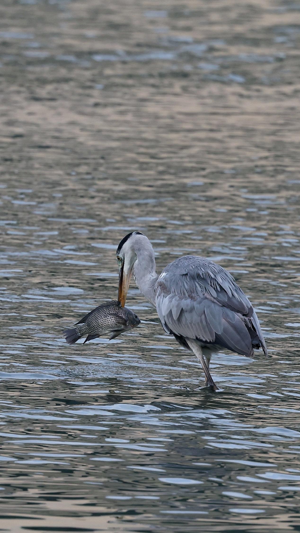 野生鸟类摄影 爱鸟护鸟 苍鹭吃鱼 鸟类实拍