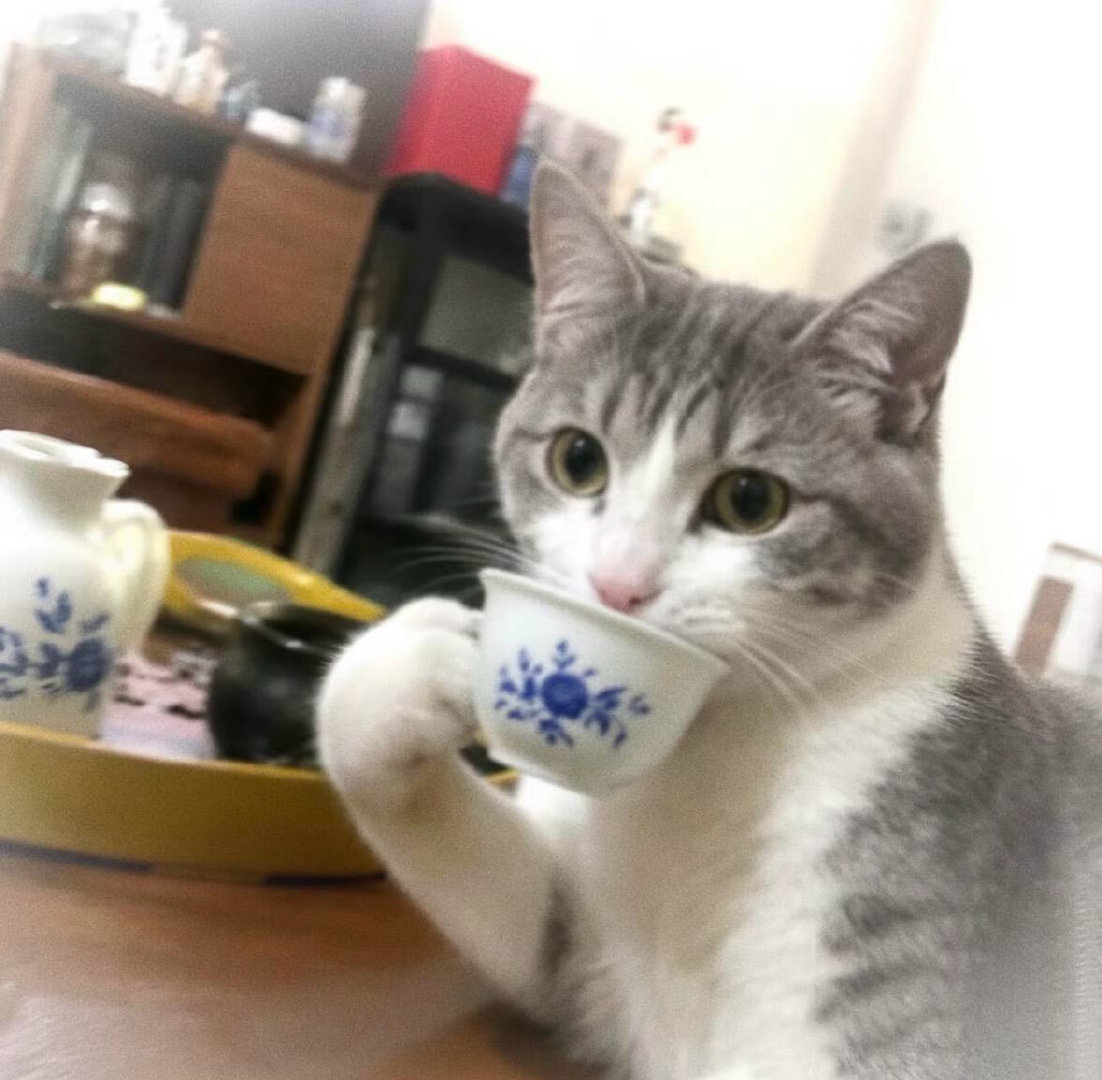 莫非欢你绿茶你装货 