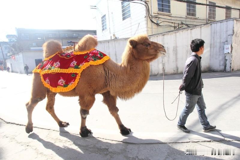 印度又要搞活
2026年共和国日阅兵仪式上
印度将首次出现动物方队
其中双峰骆驼