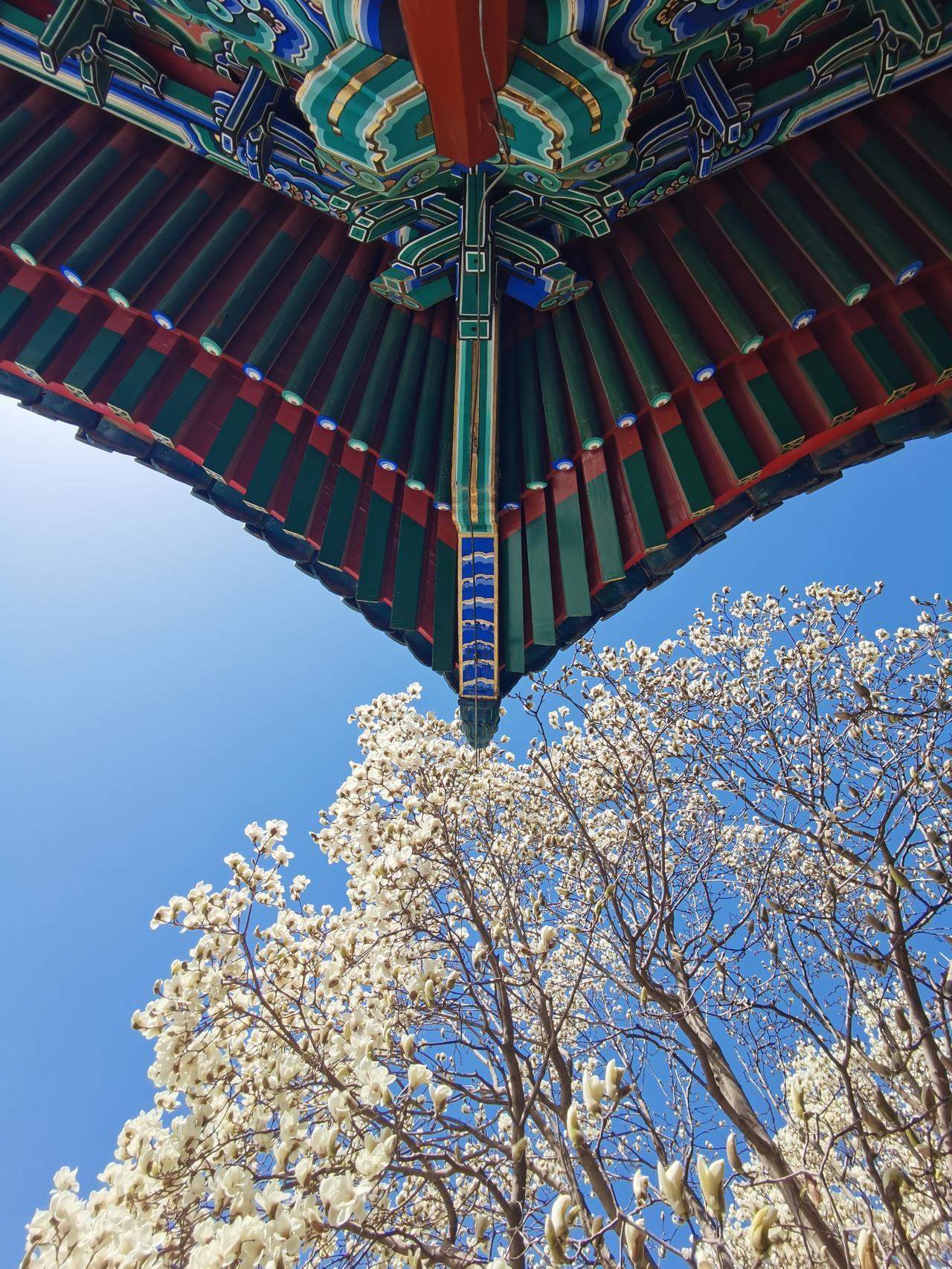 北京中山公园算是京城玉兰花的天花板，在这里我排出一张了角度挺不错的片子（图一），