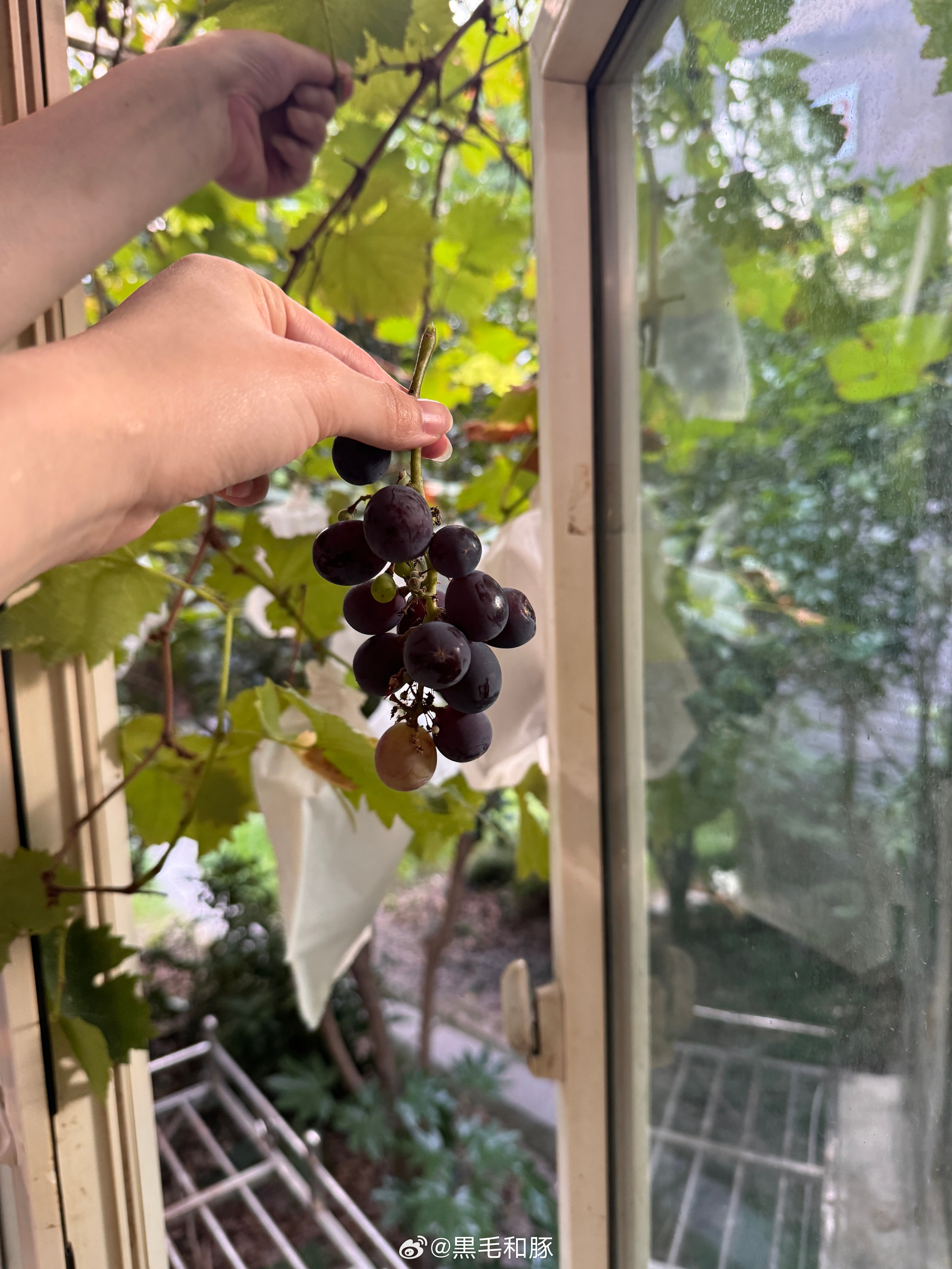 我爹在窗底下种的葡萄🍇 除了个头小点有籽，味道和冈山大葡萄ピオーネ一毛一样接了