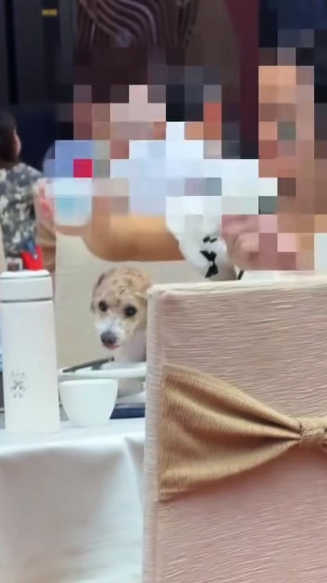 “必须严惩！”广东佛山一酒店，顾客把狗装进袋子偷带进餐厅。随后监控拍下惊人一幕：