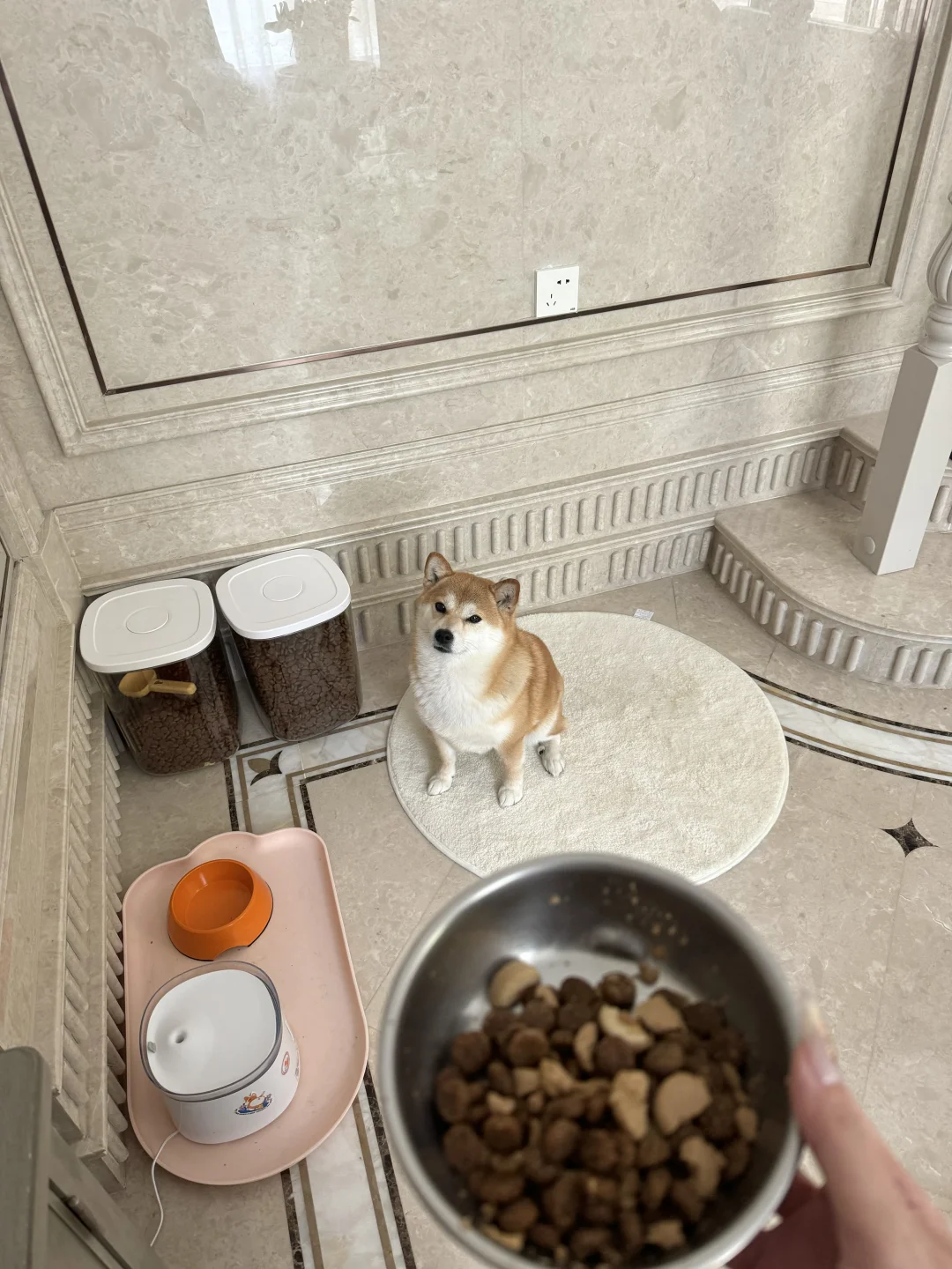 猪猪乖乖等饭 ing