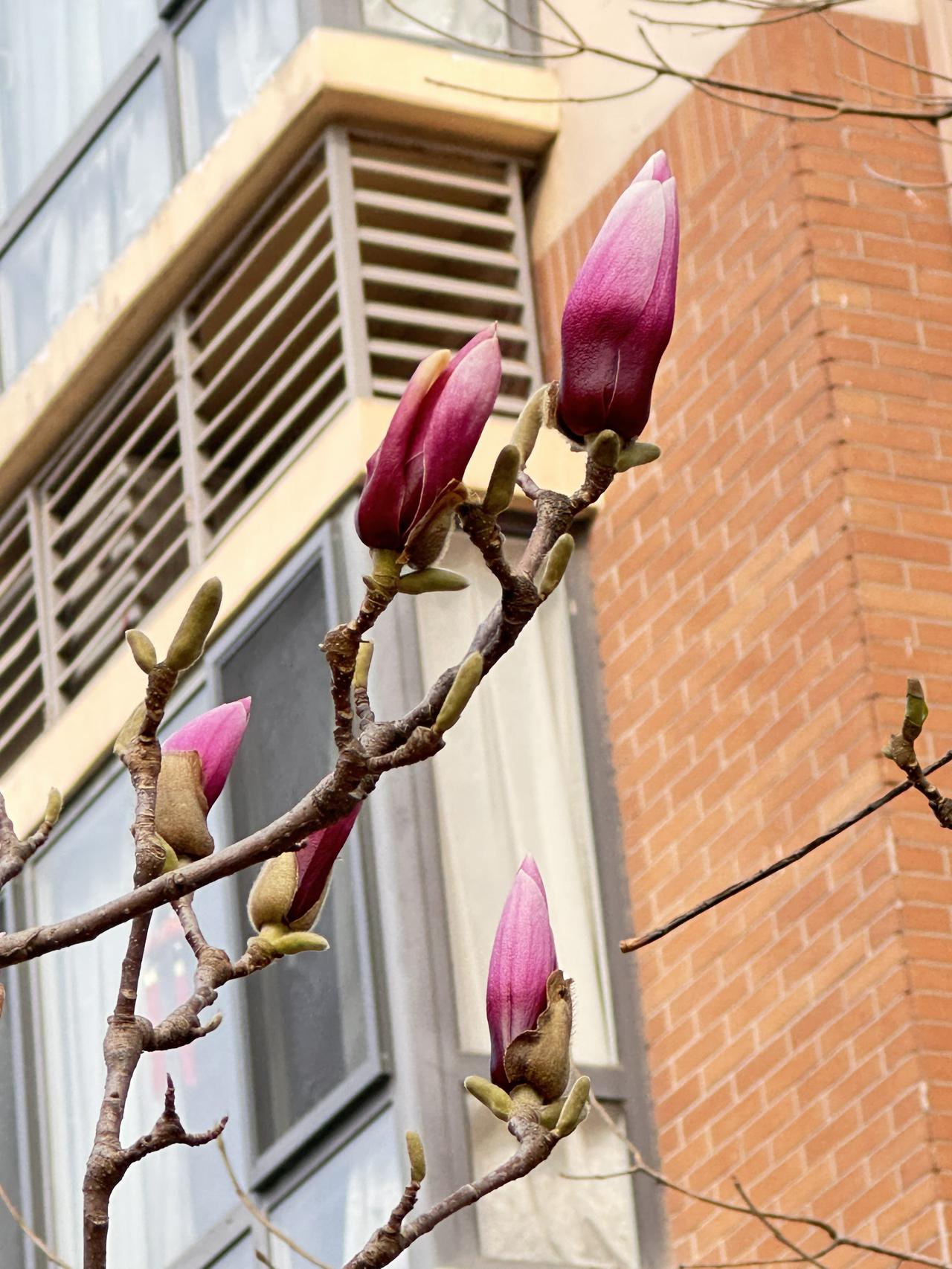 把你随手拍的花分享出来吧