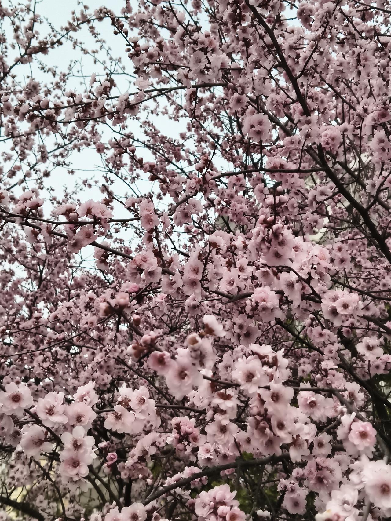 新年爱好打卡这两天下雨很好的，花季要辜负了。手机拍不出来这个效果呀，据说可以增强
