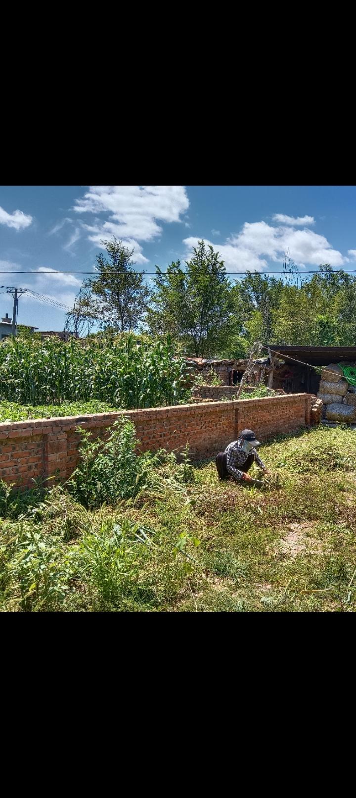 一个人在院子里正在辛勤地除草。