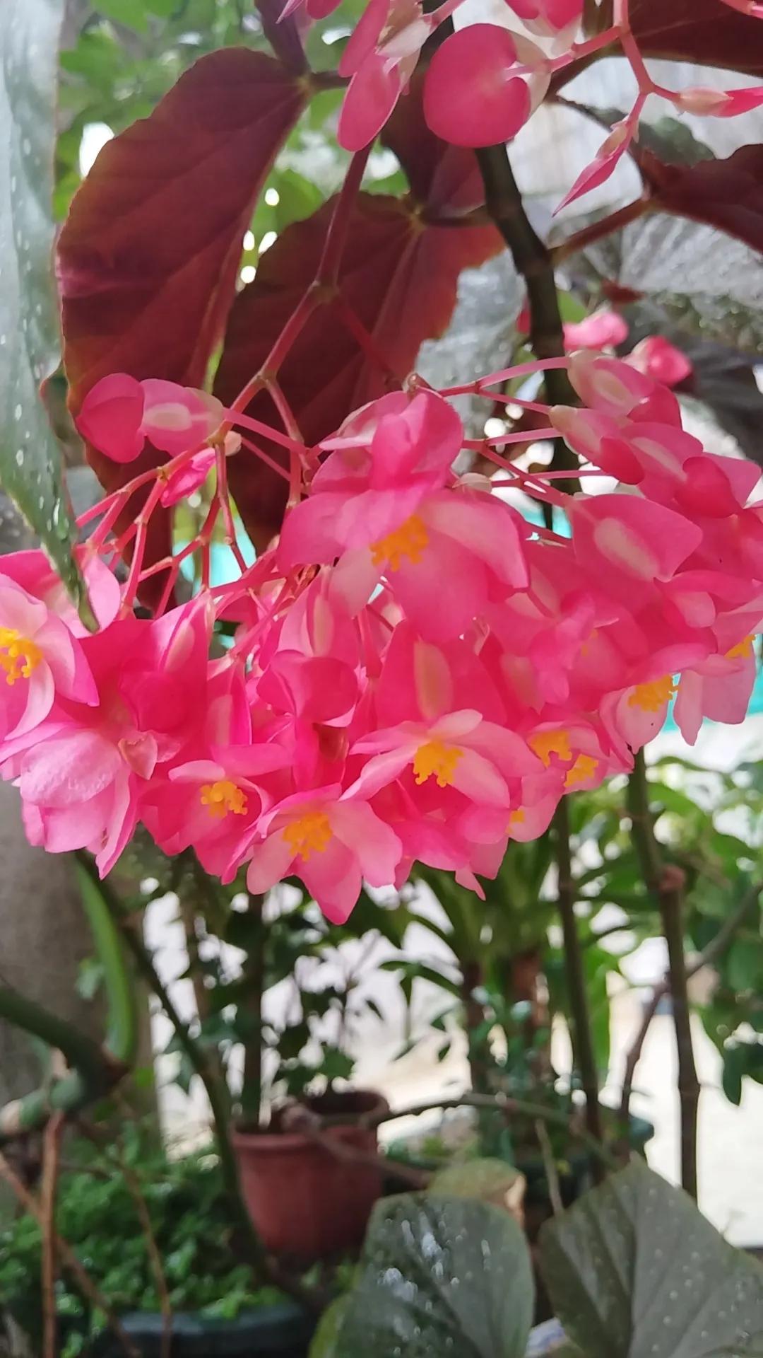 用心了，不见得有回报；不经意处，却繁花似锦[大笑]