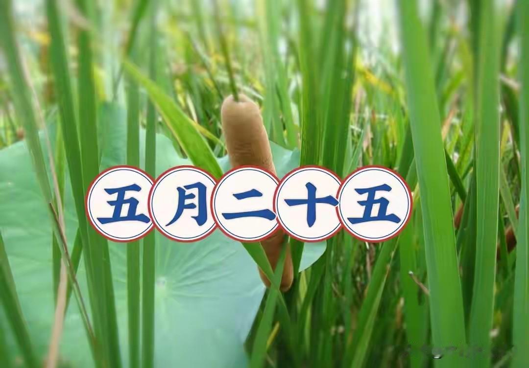 明日五月二十五，提醒：1要扔，2不去，吃3样，忌2事，平安吉祥
 
农历五月二十