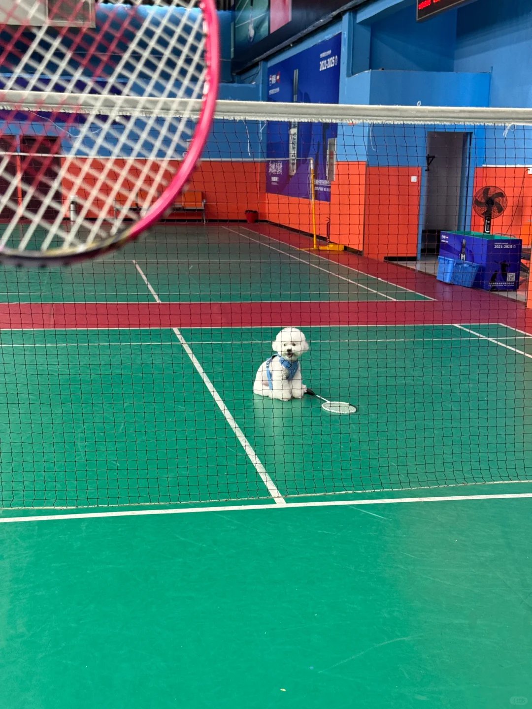 🏸羽毛球小狗给中国运动员加油