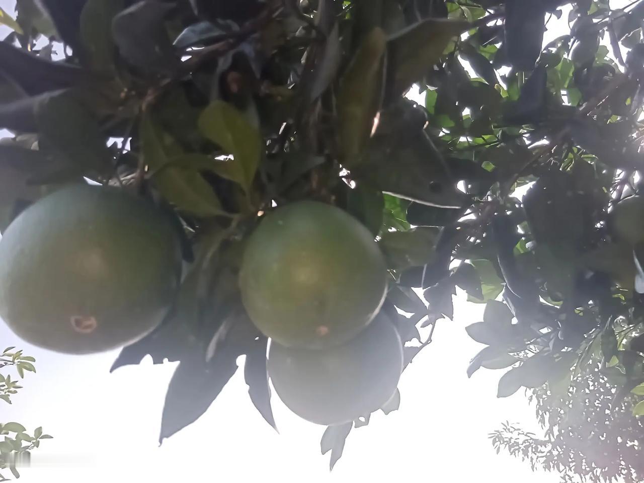 情绪音乐玩法新风向 玩法合伙人计划 日常随拍分享