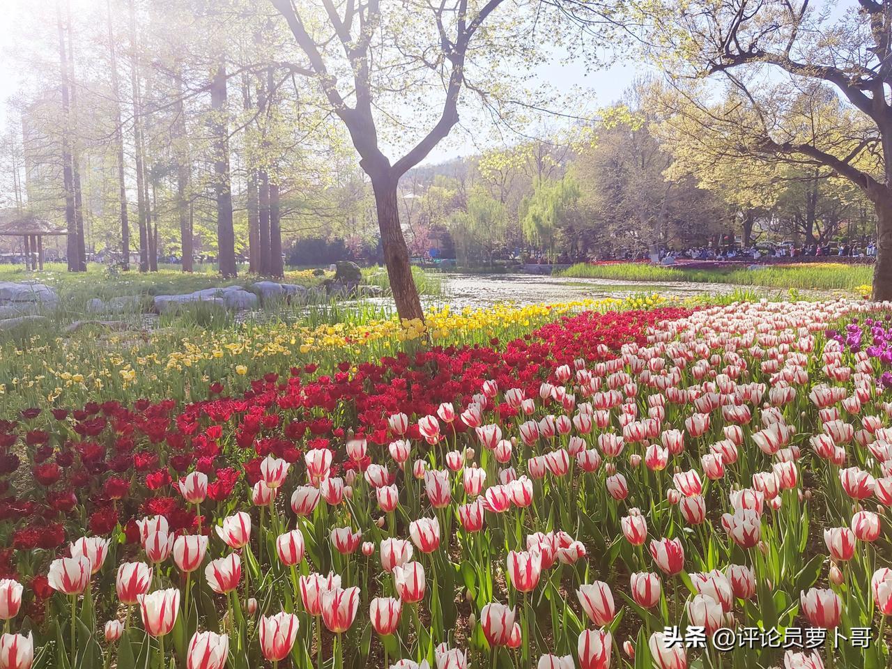 青岛
中山公园
郁金香美翻了