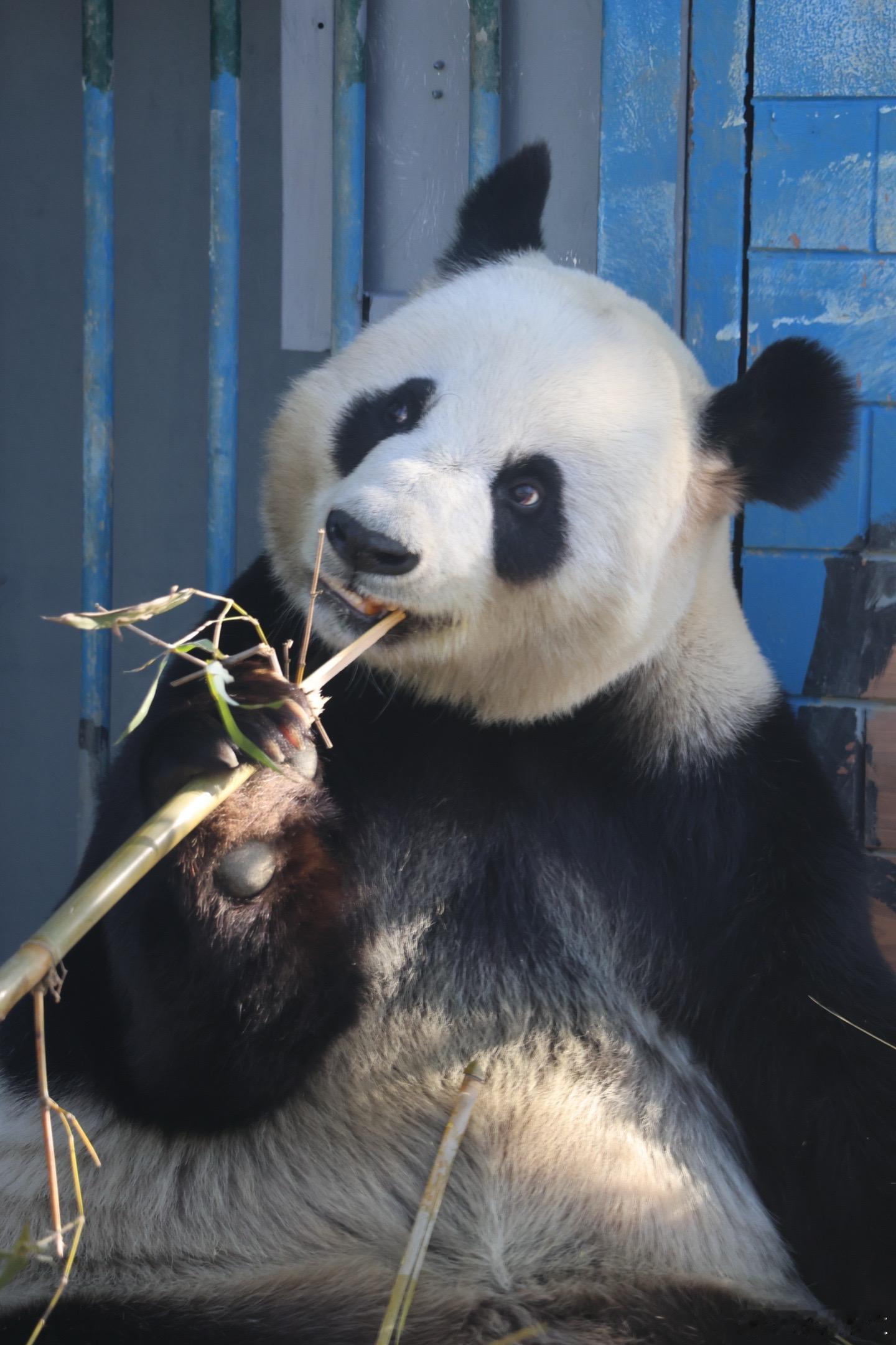 中心梅兰竹菊四大贵妃之一的竹韵竹贵妃，金虎的妈妈，健康长寿！ 