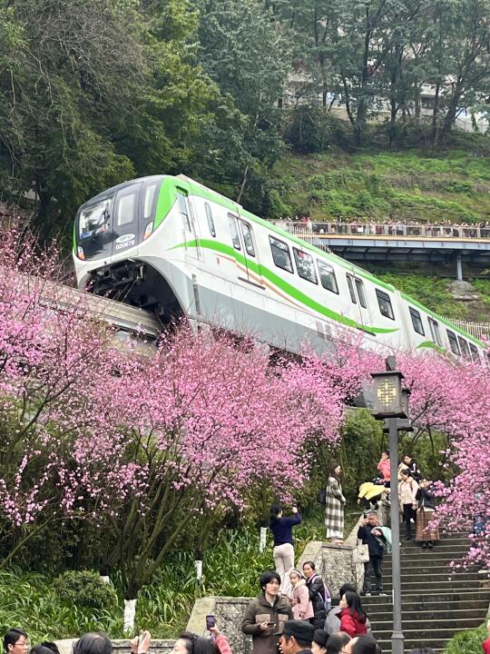 重庆｜开往春天的列车🌸已发车🚃（附攻略）