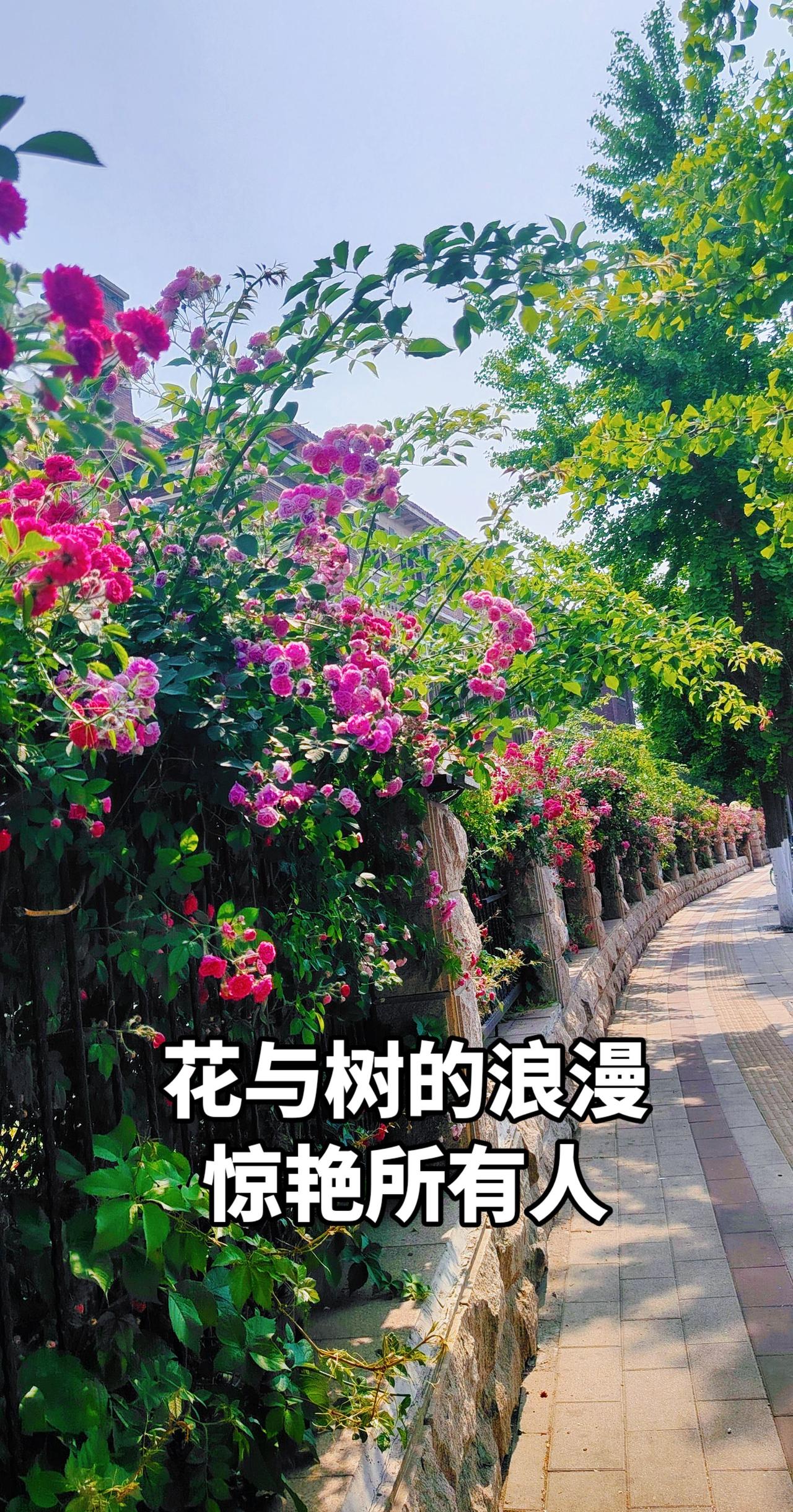 花与树的浪漫 身边有美景无需远游