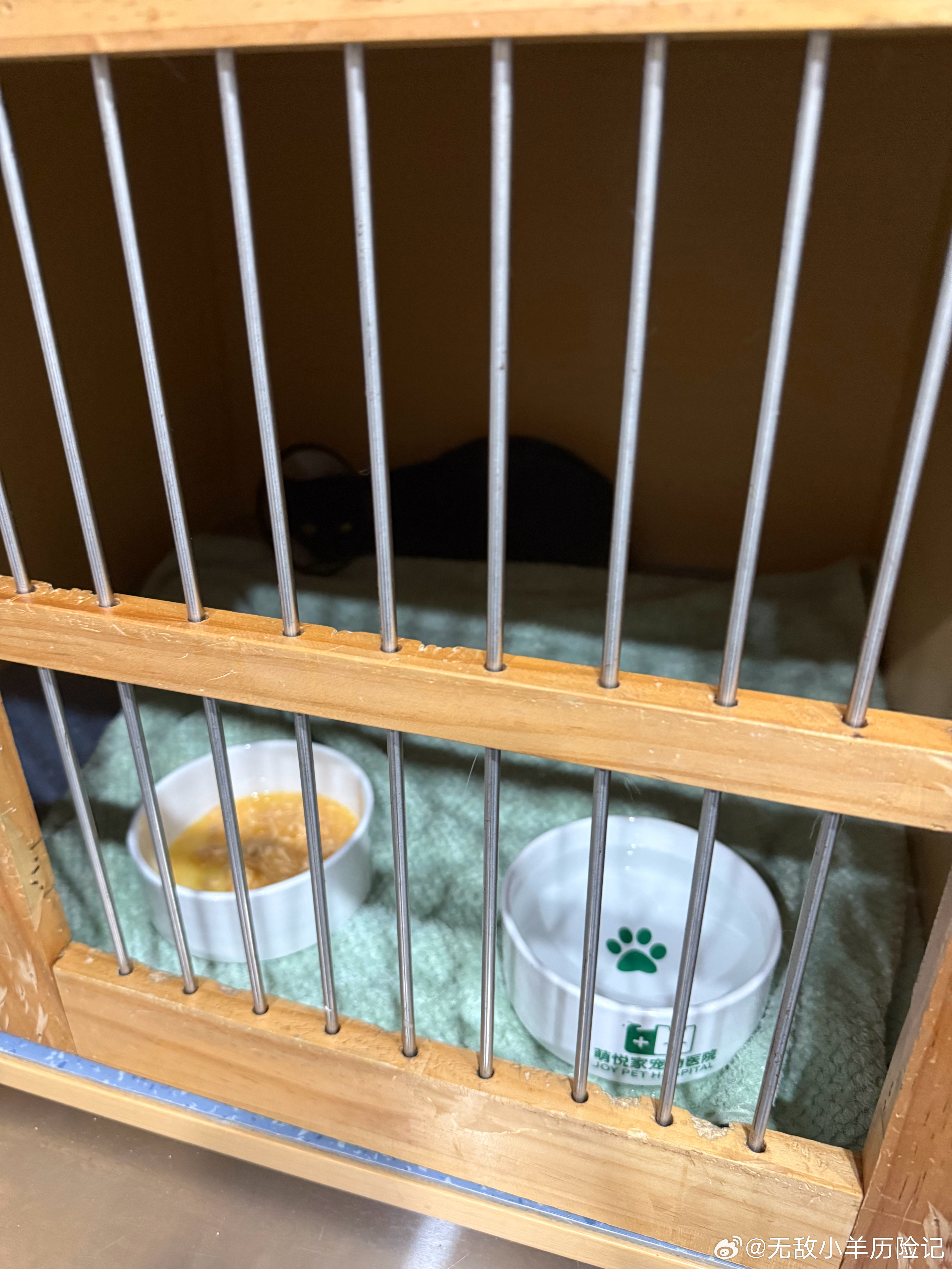 连续两天遇到一只超级可爱的小黑猫超有缘分！！逮捕先带来做检查和绝育咯！ 
