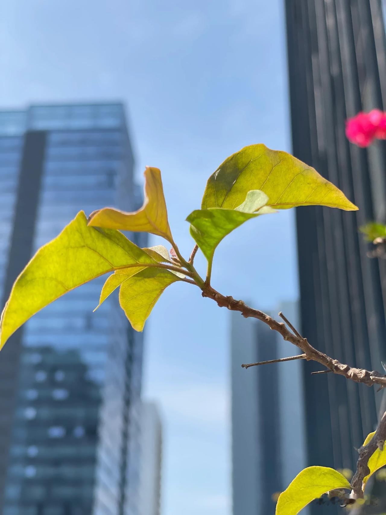 不同地区的秸秆产量以及利用方式存在明显差别，确实应当因地制宜，灵活处理。