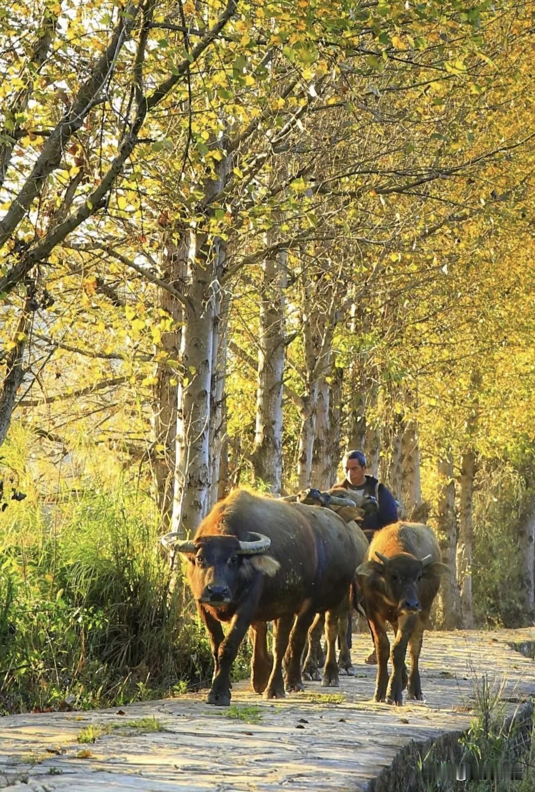 别再挤腾冲银杏村了！
保山板桥乡才是宝藏：11-12月赶牛“黄金道”，本地人私藏