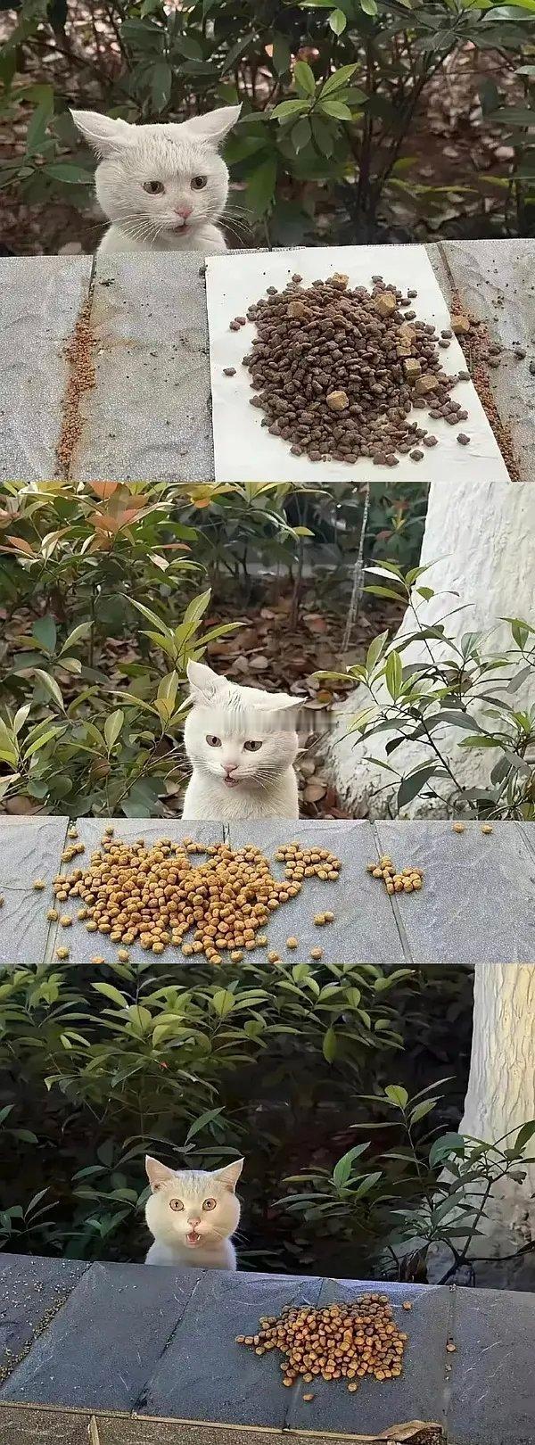 流浪小白🈶家后对猫粮的态度，好可爱捏~[期待][期待] ​​​