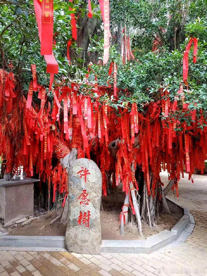 遇见“许愿树”，30秒内许愿，所有心愿都会实现，很灵！ ​​​