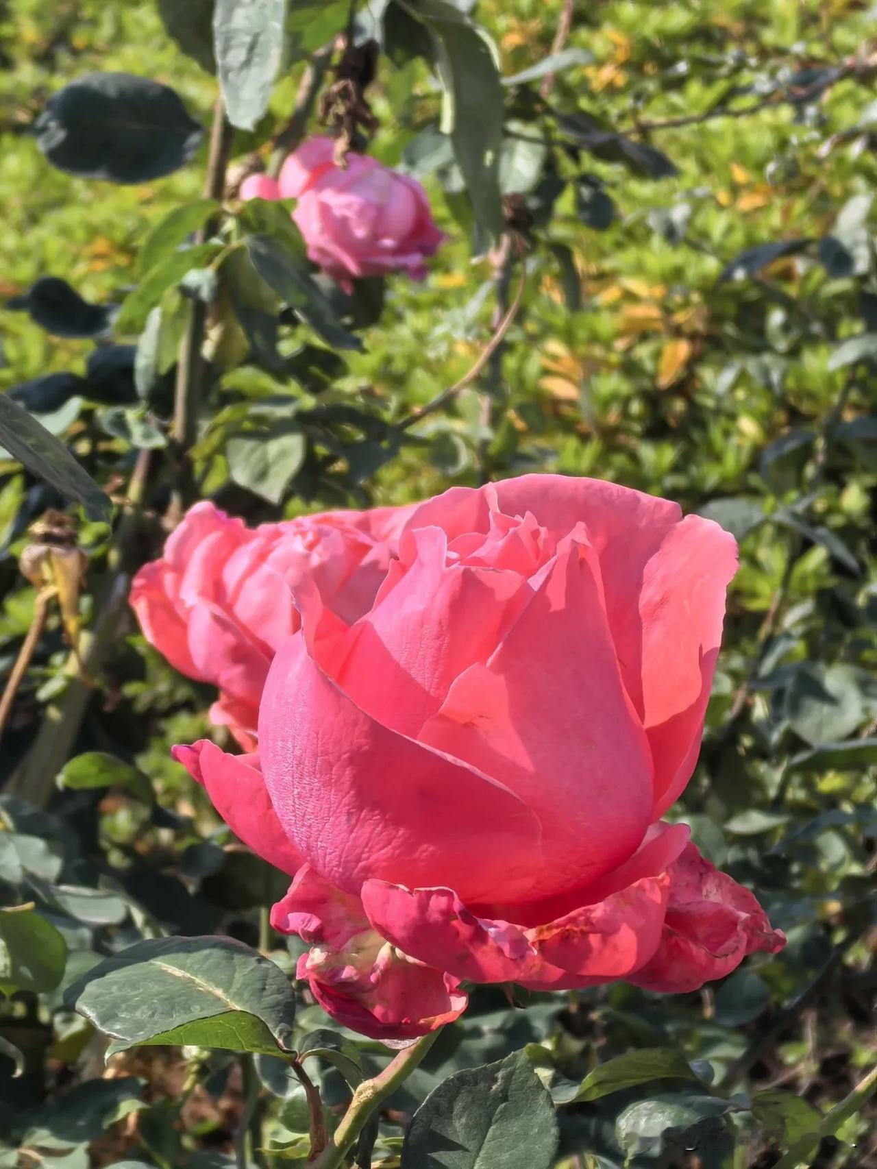冬日户外的月季花，应该是今年的最后一季。