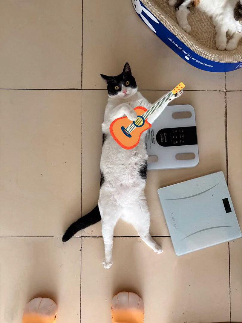 您想不想听一些猫滚乐！奶啵展馆奶肚陷阱 （投稿：） 