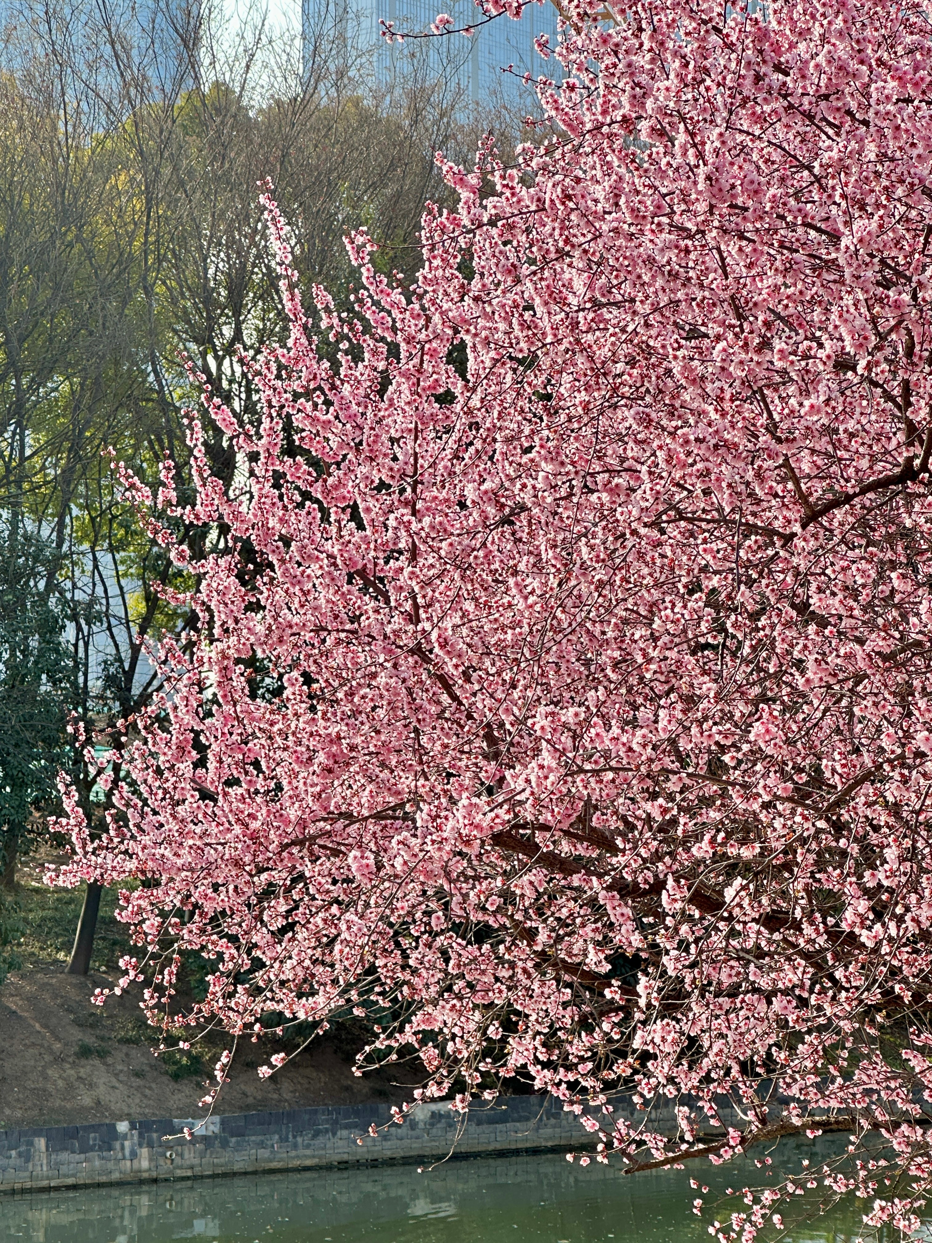 无论窗外是什么天气 我的世界永远春天 